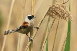 Remiz - Remiz pendulinus - Eurasian Penduline