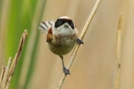Remiz - Remiz pendulinus - Eurasian Penduline