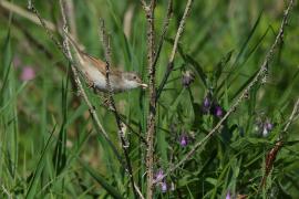 Cierniówka - Sylvia communis - Common Whitethroat
