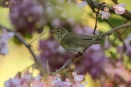 Piecuszek - Phylloscopus trochilus - Willow Warbler