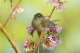 Piecuszek - Phylloscopus trochilus - Willow Warbler