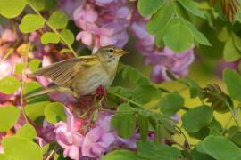 Piecuszek - Phylloscopus trochilus - Willow Warbler