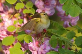 Piecuszek - Phylloscopus trochilus - Willow Warbler