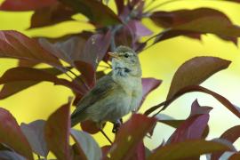 Piecuszek - Phylloscopus trochilus - Willow Warbler