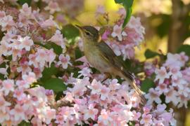 Piecuszek - Phylloscopus trochilus - Willow Warbler