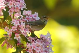 Piecuszek - Phylloscopus trochilus - Willow Warbler
