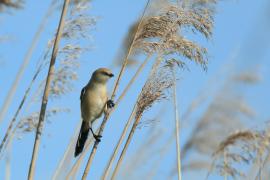 Wąsatka - Panurus biarmicus - Bearded Reedling