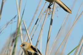 Wąsatka - Bearded Reedling
