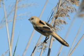 Wąsatka - Panurus biarmicus - Bearded Reedling