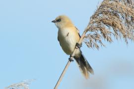 Wąsatka - Panurus biarmicus - Bearded Reedling