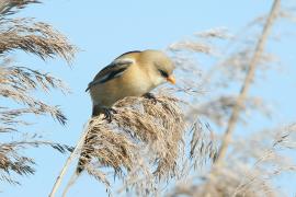 Wąsatka - Panurus biarmicus - Bearded Reedling