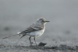 Pliszka siwa - Motacilla alba - White Wagtail