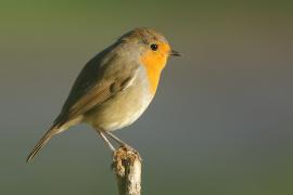 Rudzik - Erithacus rubecula - European Robin