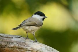 Sikora uboga - Poecile palustris - Marsh Tit