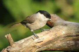 Sikora uboga - Poecile palustris - Marsh Tit