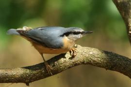 Kowalik - Sitta europaea - Eurasian Nuthatch