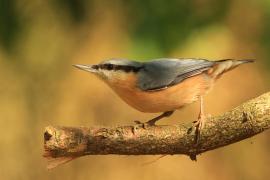 Kowalik - Sitta europaea - Eurasian Nuthatch