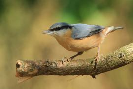 Kowalik - Sitta europaea - Eurasian Nuthatch