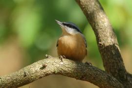 Kowalik - Sitta europaea - Eurasian Nuthatch