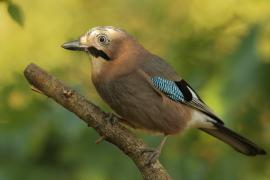 Sójka - Garrulus glandarius - Eurasian Jay