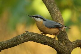 Kowalik - Sitta europaea - Eurasian Nuthatch