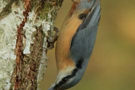 Kowalik - Sitta europaea - Eurasian Nuthatch