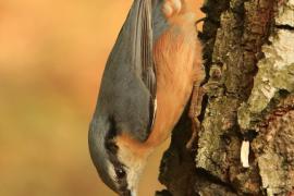 Kowalik - Sitta europaea - Eurasian Nuthatch