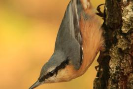 Kowalik - Sitta europaea - Eurasian Nuthatch