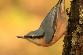 Kowalik - Sitta europaea - Eurasian Nuthatch
