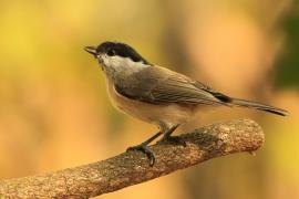 Sikora uboga - Poecile palustris - Marsh Tit