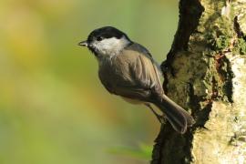 Sikora uboga - Poecile palustris - Marsh Tit