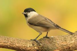 Sikora uboga - Poecile palustris - Marsh Tit
