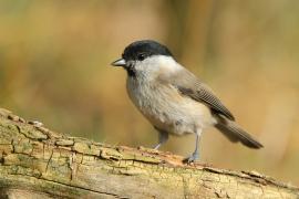 Sikora uboga - Poecile palustris - Marsh Tit