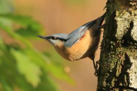 Kowalik - Sitta europaea - Eurasian Nuthatch