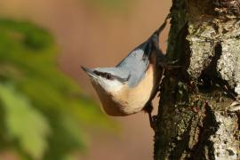 Kowalik - Sitta europaea - Eurasian Nuthatch