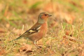 Zięba - Fringilla coelebs - Common Chaffinch