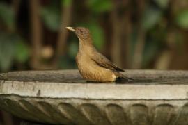 Drozd brązowawy - Turdus grayi - Clay-colored Thrush