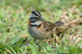 Pasówka obrożna - Zonotrichia capensis - Rufous-collared Sparrow