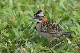 Pasówka obrożna - Zonotrichia capensis - Rufous-collared Sparrow