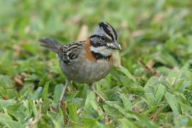 Pasówka obrożna - Zonotrichia capensis - Rufous-collared Sparrow