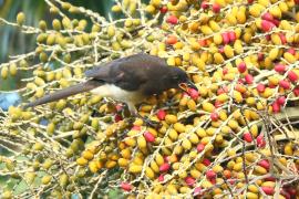 Brązowronka - Psilorhinus morio - Brown Jay