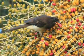 Brązowronka - Psilorhinus morio - Brown Jay