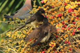 Brązowronka - Psilorhinus morio - Brown Jay