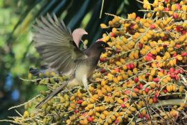 Brązowronka - Psilorhinus morio - Brown Jay
