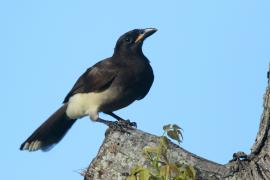 Brązowronka - Psilorhinus morio - Brown Jay