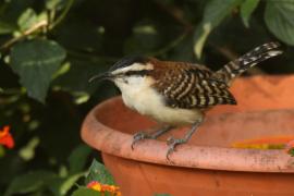 Strzyżyk rdzawokarkowy - Campylorhynchus rufinucha - Rufous-naped Wren