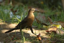 Wilgowron meksykański - Quiscalus mexicanus - Great-tailed Grackle
