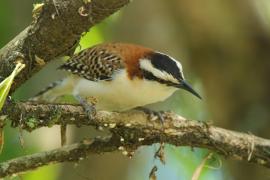 Strzyżyk rdzawokarkowy - Campylorhynchus rufinucha - Rufous-naped Wren