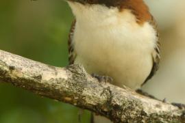 Strzyżyk rdzawokarkowy - Campylorhynchus rufinucha - Rufous-naped Wren