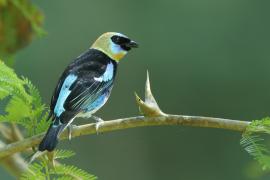 Tangarka modrolica - Stilpnia larvata - Golden-hooded Tanager